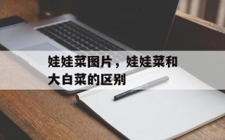 娃娃菜图片，娃娃菜和大白菜的区别