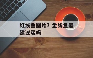 红线鱼图片？金线鱼最建议买吗