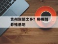 贵州灰鹅之乡？柳州鹅养殖基地