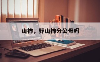 山柿，野山柿分公母吗