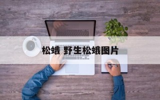 松蛾 野生松蛾图片