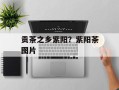 贡茶之乡紫阳？紫阳茶图片