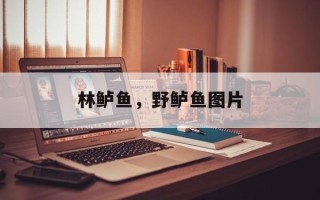 林鲈鱼，野鲈鱼图片