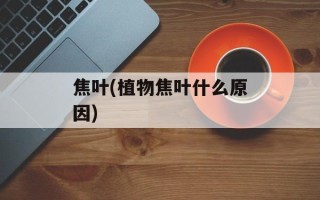 焦叶(植物焦叶什么原因)