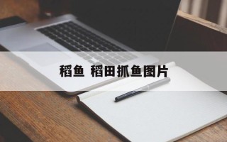 稻鱼 稻田抓鱼图片