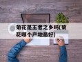 菊花是王者之乡吗(菊花哪个产地最好)