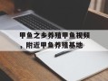 甲鱼之乡养殖甲鱼视频，附近甲鱼养殖基地