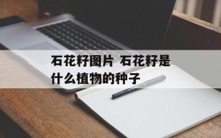 石花籽图片 石花籽是什么植物的种子