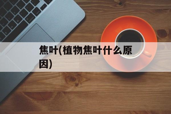 焦叶(植物焦叶什么原因)-第1张图片-