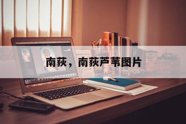 南荻，南荻芦苇图片-第1张图片-