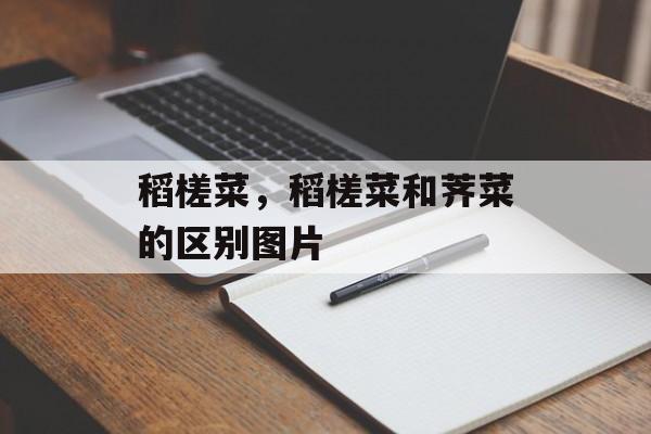 稻槎菜，稻槎菜和荠菜的区别图片-第1张图片-