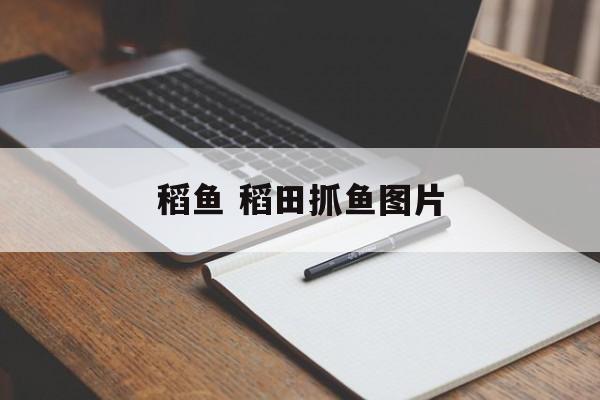 稻鱼 稻田抓鱼图片-第1张图片-