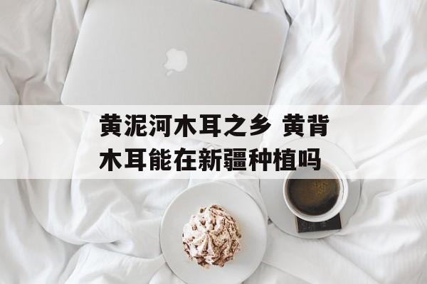 黄泥河木耳之乡 黄背木耳能在新疆种植吗-第1张图片-