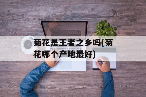 菊花是王者之乡吗(菊花哪个产地最好)-第1张图片-